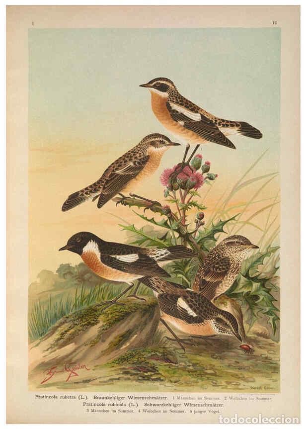 Collezionismo di Riviste e Giornali: Reproducci&oacute;n/Reproduction 6008180625: Naumann, Naturgeschichte der V&ouml;gel Mitteleuropas. v.1 Gera-Unt