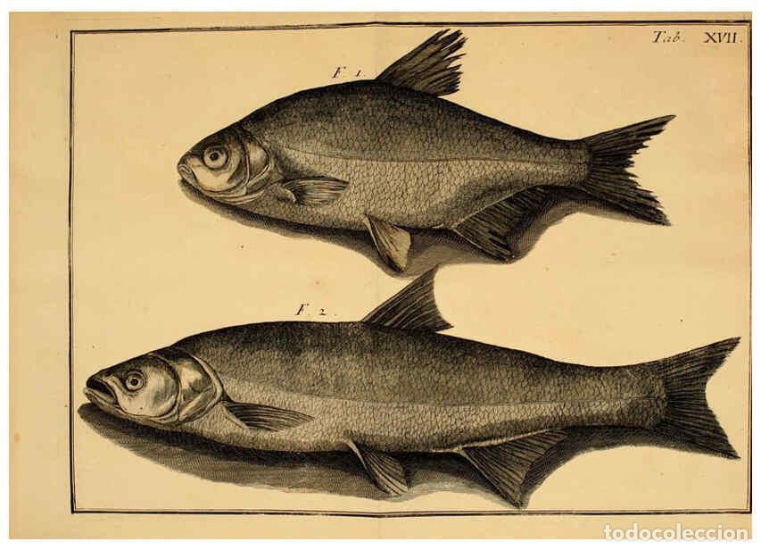 Collezionismo di Riviste e Giornali: Reproducci&oacute;n/Reproduction 6263254331: Iacobi Theodori Klein Histori&aelig; piscium naturalis Gedani [i.e.