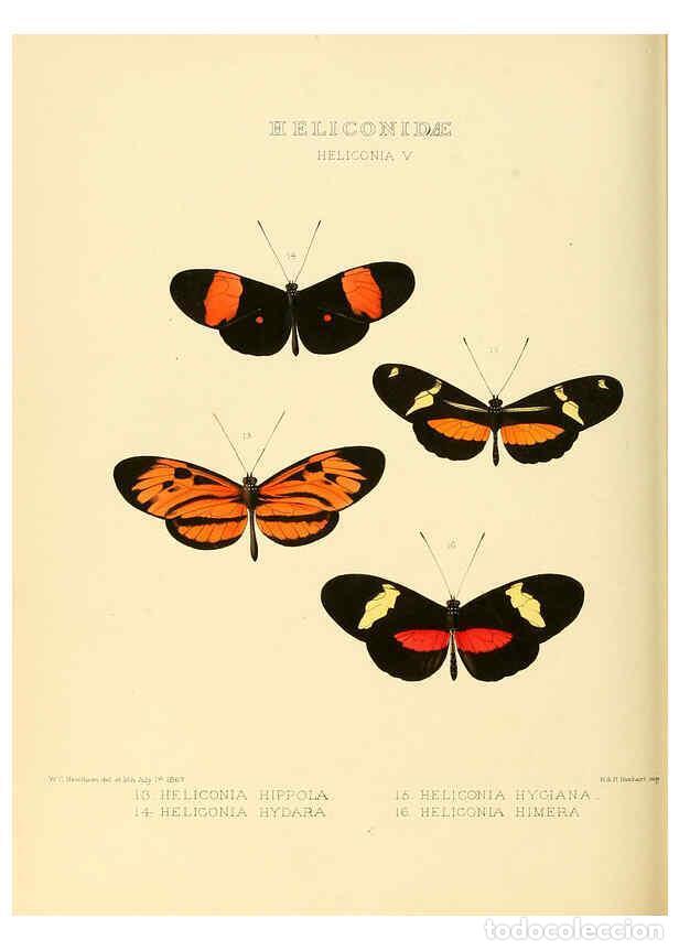 Collezionismo di Riviste e Giornali: Reproducci&oacute;n/Reproduction 6006141352: Illustrations of new species of exotic butterflies v.1 London