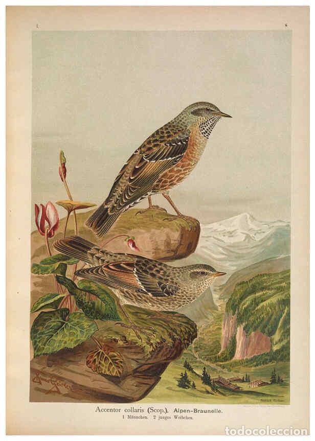 Collezionismo di Riviste e Giornali: Reproducci&oacute;n/Reproduction 6008179619: Naumann, Naturgeschichte der V&ouml;gel Mitteleuropas. v.1 Gera-Unt