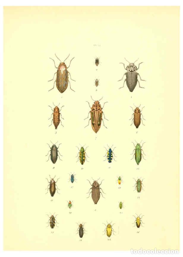 Collezionismo di Riviste e Giornali: Reproducci&oacute;n/Reproduction 6008158181: Mus&eacute;e entomologique illustr&eacute; t.1 Paris :Rothschild,1876-1878 -