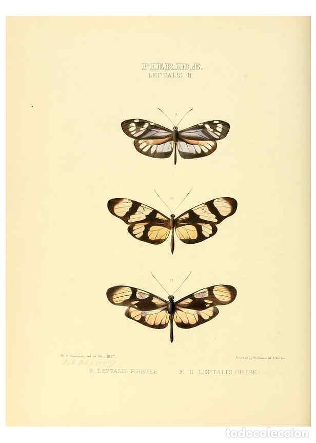 Collezionismo di Riviste e Giornali: Reproducci&oacute;n/Reproduction 6006137270: Illustrations of new species of exotic butterflies v.1 London