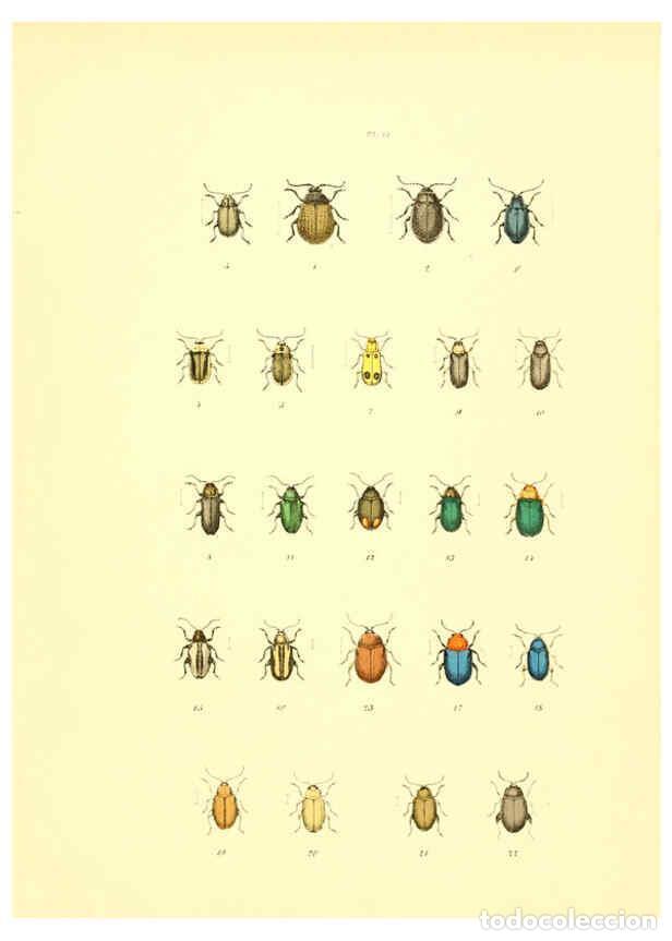 Collezionismo di Riviste e Giornali: Reproducci&oacute;n/Reproduction 6008162585: Mus&eacute;e entomologique illustr&eacute; t.1 Paris :Rothschild,1876-1878 -