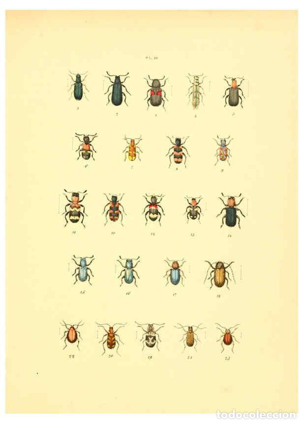 Collezionismo di Riviste e Giornali: Reproducci&oacute;n/Reproduction 6008159297: Mus&eacute;e entomologique illustr&eacute; t.1 Paris :Rothschild,1876-1878 -