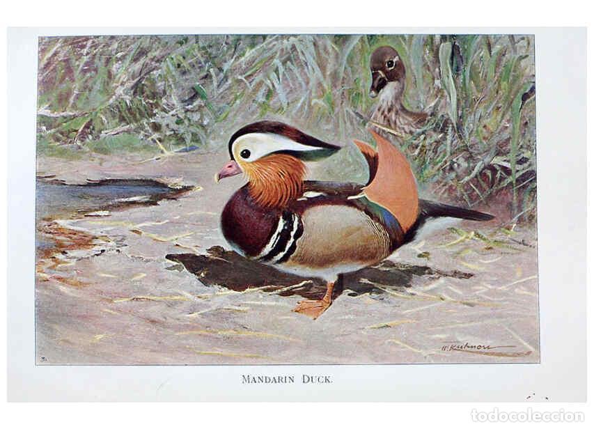 Collezionismo di Riviste e Giornali: Reproducci&oacute;n/Reproduction 6263147453: Wild life of the world. v.2. London ;F. Warne and co.,1916 - R