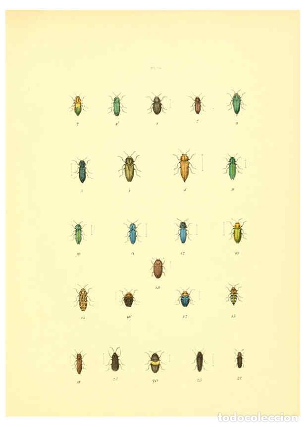 Collezionismo di Riviste e Giornali: Reproducci&oacute;n/Reproduction 6008158463: Mus&eacute;e entomologique illustr&eacute; t.1 Paris :Rothschild,1876-1878 -