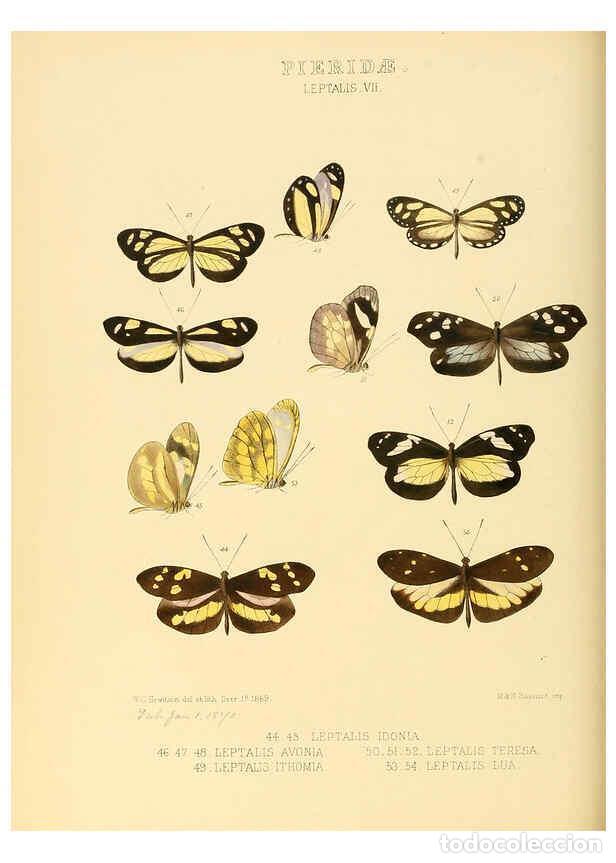 Collezionismo di Riviste e Giornali: Reproducci&oacute;n/Reproduction 6005596239: Illustrations of new species of exotic butterflies v.1 London
