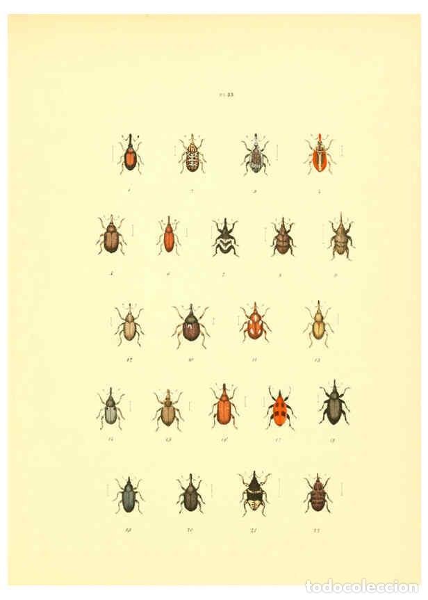 Collezionismo di Riviste e Giornali: Reproducci&oacute;n/Reproduction 6008707624: Mus&eacute;e entomologique illustr&eacute; t.1 Paris :Rothschild,1876-1878 -
