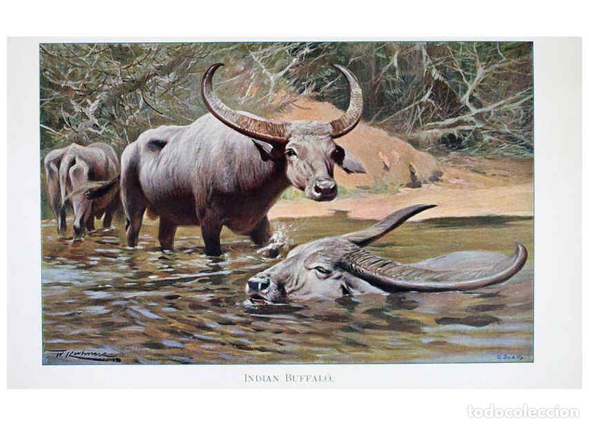 Coleccionismo de Revistas y Peri&oacute;dicos: Reproducci&oacute;n/Reproduction 6263673726: Wild life of the world. v.2. London ;F. Warne and co.,1916 - R