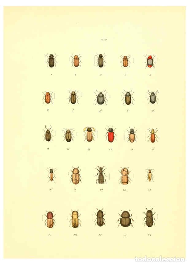 Coleccionismo de Revistas y Peri&oacute;dicos: Reproducci&oacute;n/Reproduction 6008706708: Mus&eacute;e entomologique illustr&eacute; t.1 Paris :Rothschild,1876-1878 -