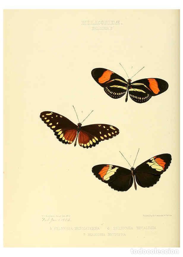 Coleccionismo de Revistas y Peri&oacute;dicos: Reproducci&oacute;n/Reproduction 6005597743: Illustrations of new species of exotic butterflies v.1 London