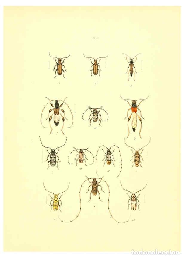 Coleccionismo de Revistas y Peri&oacute;dicos: Reproducci&oacute;n/Reproduction 6008161597: Mus&eacute;e entomologique illustr&eacute; t.1 Paris :Rothschild,1876-1878 -