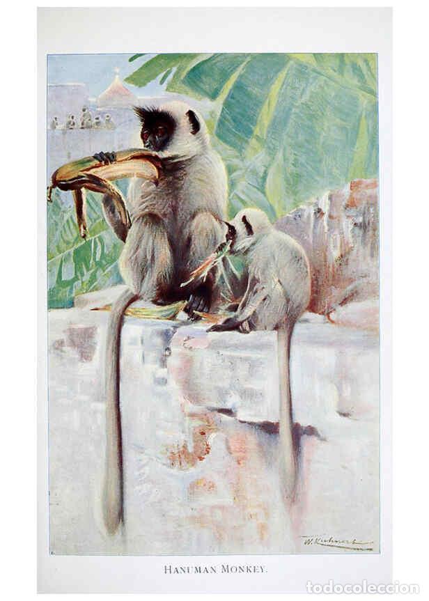 Sammeln von Zeitschriften und Zeitungen: Reproducci&oacute;n/Reproduction 6263149355: Wild life of the world. v.2. London ;F. Warne and co.,1916 - R