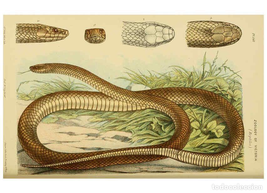 Sammeln von Zeitschriften und Zeitungen: Reproducci&oacute;n/Reproduction 6008518832: Natural history of Victoria. Dec.11-15 Melbourne,J.Ferres, gov