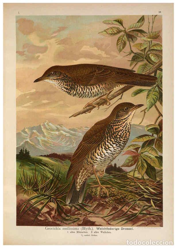 Sammeln von Zeitschriften und Zeitungen: Reproducci&oacute;n/Reproduction 6008728526: Naumann, Naturgeschichte der V&ouml;gel Mitteleuropas. v.1 Gera-Unt