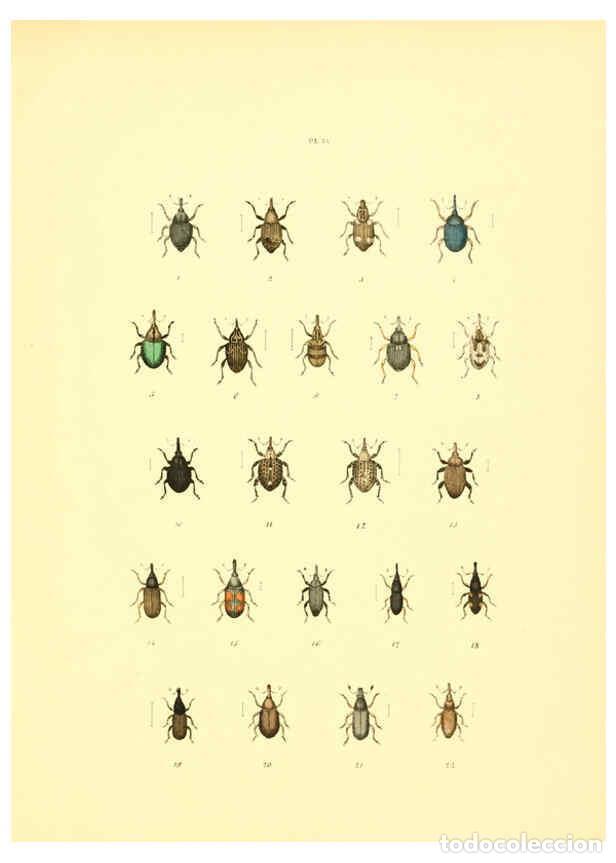 Sammeln von Zeitschriften und Zeitungen: Reproducci&oacute;n/Reproduction 6008707844: Mus&eacute;e entomologique illustr&eacute; t.1 Paris :Rothschild,1876-1878 -