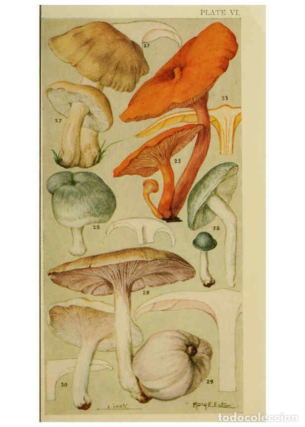 Sammeln von Zeitschriften und Zeitungen: Reproducci&oacute;n/Reproduction 6263212201: Field book of common gilled mushrooms New York :G.P. Putnam's