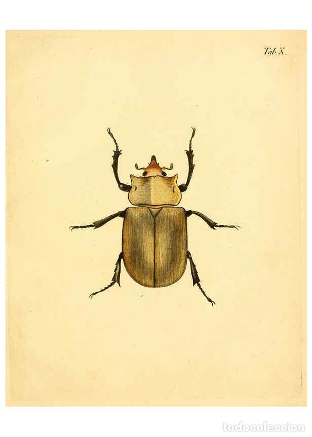 Sammeln von Zeitschriften und Zeitungen: Reproducci&oacute;n/Reproduction 6008781300: Abbildungen zu Karl Illiger's Uebersetzung von Olivier's Entom