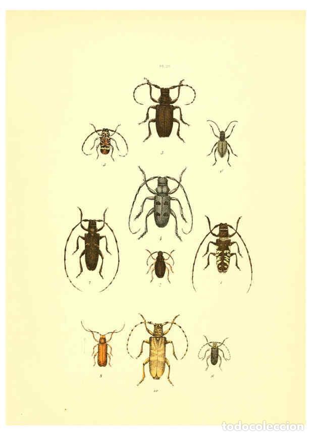 Sammeln von Zeitschriften und Zeitungen: Reproducci&oacute;n/Reproduction 6008161763: Mus&eacute;e entomologique illustr&eacute; t.1 Paris :Rothschild,1876-1878 -
