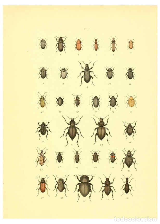 Sammeln von Zeitschriften und Zeitungen: Reproducci&oacute;n/Reproduction 6008710916: Mus&eacute;e entomologique illustr&eacute; t.1 Paris :Rothschild,1876-1878 -