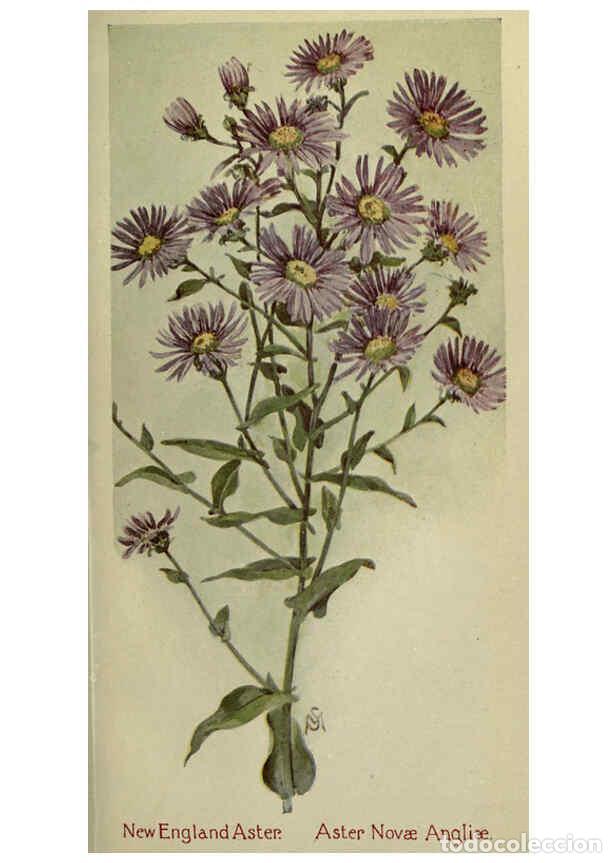 Sammeln von Zeitschriften und Zeitungen: Reproducci&oacute;n/Reproduction 6263088251: Field book of American wild flowers New York,Putnam,[1912] - F