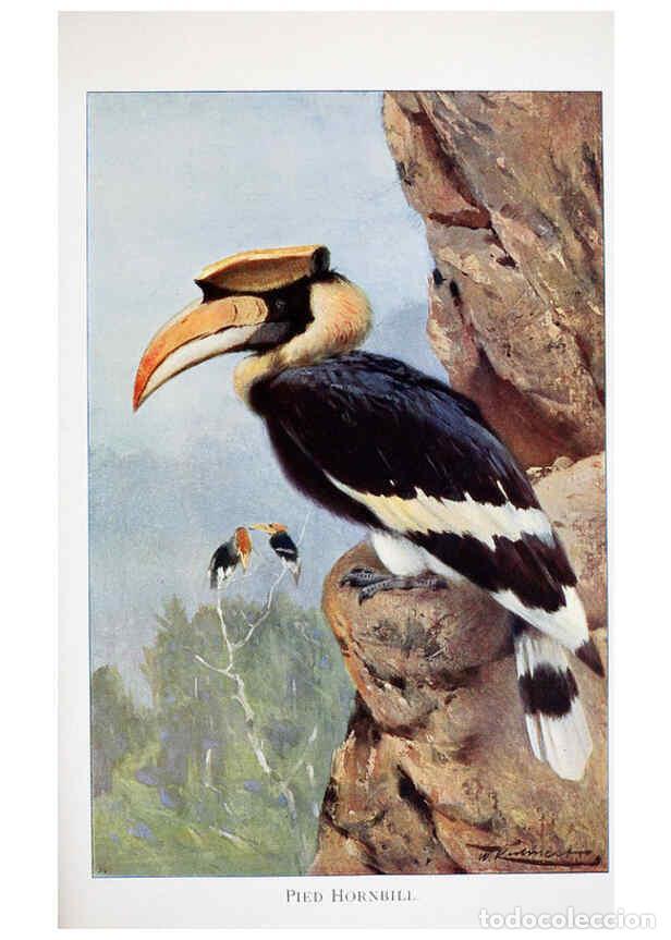 Sammeln von Zeitschriften und Zeitungen: Reproducci&oacute;n/Reproduction 6263150369: Wild life of the world. v.2. London ;F. Warne and co.,1916 - R