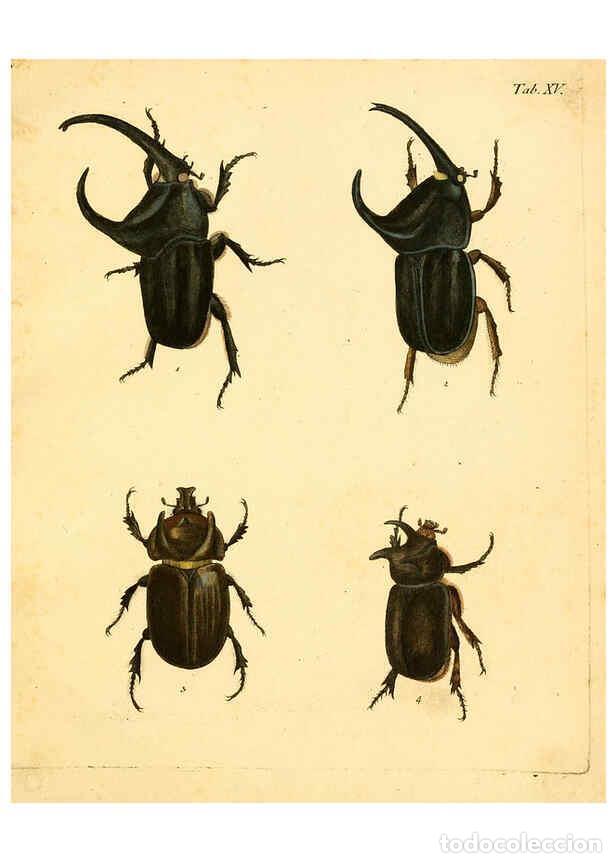 Sammeln von Zeitschriften und Zeitungen: Reproducci&oacute;n/Reproduction 6008234971: Abbildungen zu Karl Illiger's Uebersetzung von Olivier's Entom