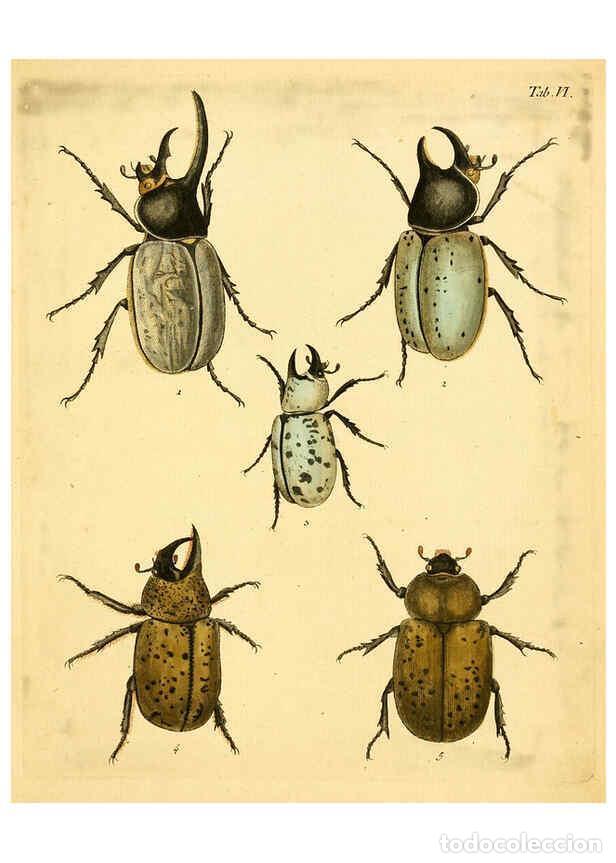 Sammeln von Zeitschriften und Zeitungen: Reproducci&oacute;n/Reproduction 6008780004: Abbildungen zu Karl Illiger's Uebersetzung von Olivier's Entom
