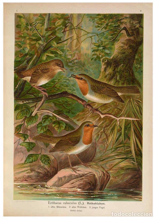 Sammeln von Zeitschriften und Zeitungen: Reproducci&oacute;n/Reproduction 6008726140: Naumann, Naturgeschichte der V&ouml;gel Mitteleuropas. v.1 Gera-Unt