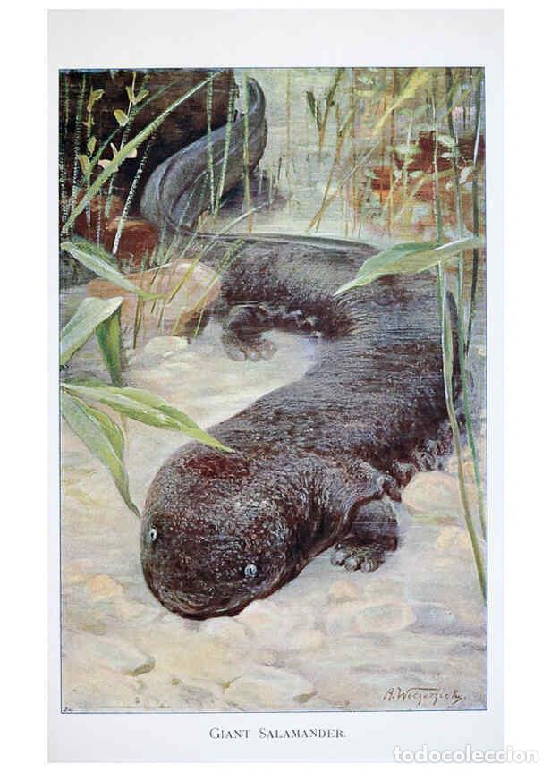 Sammeln von Zeitschriften und Zeitungen: Reproducci&oacute;n/Reproduction 6263151291: Wild life of the world. v.2. London ;F. Warne and co.,1916 - R