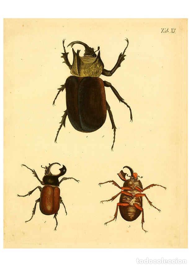 Sammeln von Zeitschriften und Zeitungen: Reproducci&oacute;n/Reproduction 6008781470: Abbildungen zu Karl Illiger's Uebersetzung von Olivier's Entom