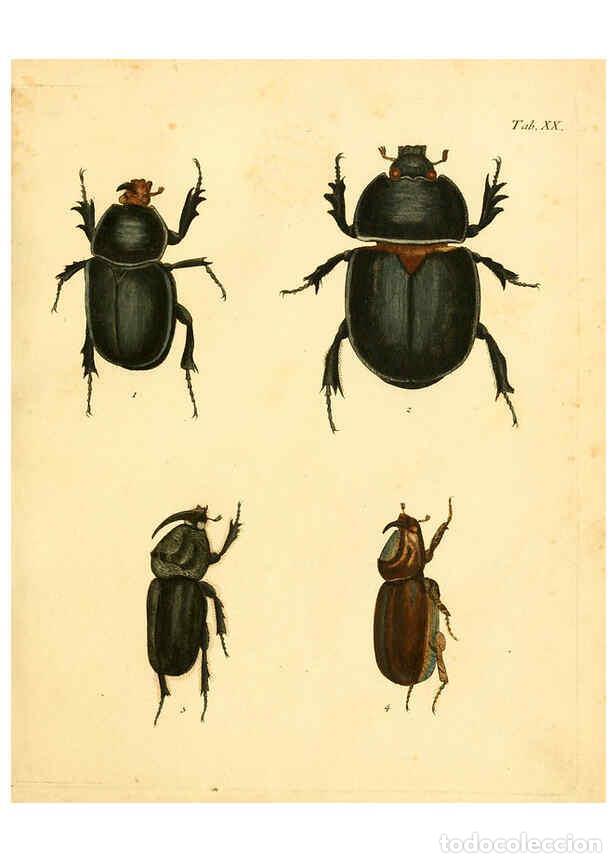 Sammeln von Zeitschriften und Zeitungen: Reproducci&oacute;n/Reproduction 6008783366: Abbildungen zu Karl Illiger's Uebersetzung von Olivier's Entom