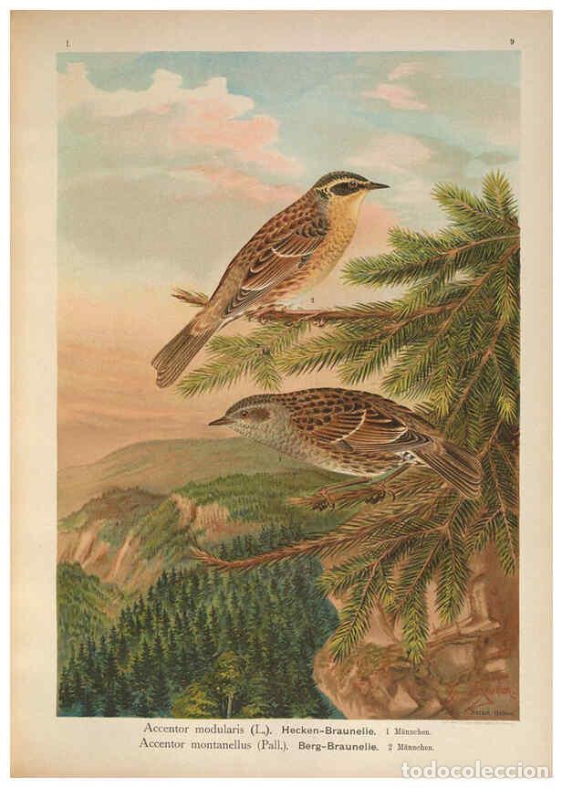 Sammeln von Zeitschriften und Zeitungen: Reproducci&oacute;n/Reproduction 6008727012: Naumann, Naturgeschichte der V&ouml;gel Mitteleuropas. v.1 Gera-Unt