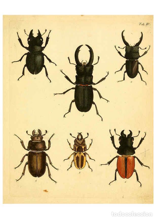 Sammeln von Zeitschriften und Zeitungen: Reproducci&oacute;n/Reproduction 6008779610: Abbildungen zu Karl Illiger's Uebersetzung von Olivier's Entom