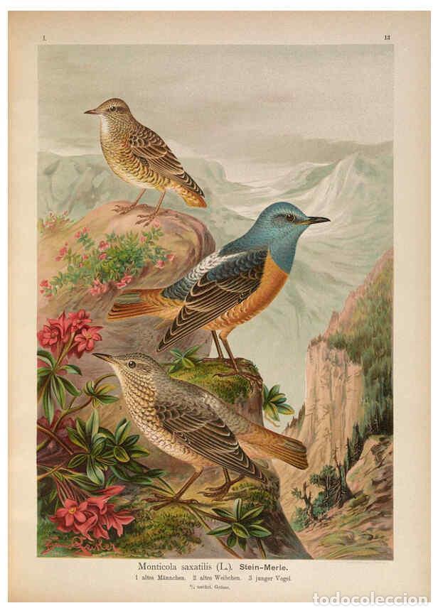 Sammeln von Zeitschriften und Zeitungen: Reproducci&oacute;n/Reproduction 6008727896: Naumann, Naturgeschichte der V&ouml;gel Mitteleuropas. v.1 Gera-Unt