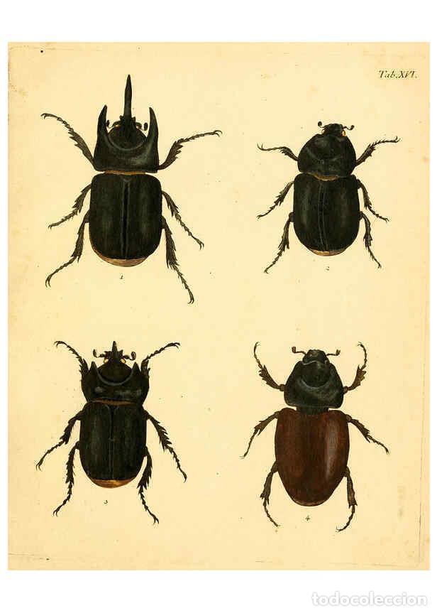 Collection Magazines and Newspapers: Reproducci&oacute;n/Reproduction 6008235201: Abbildungen zu Karl Illiger's Uebersetzung von Olivier's Entom