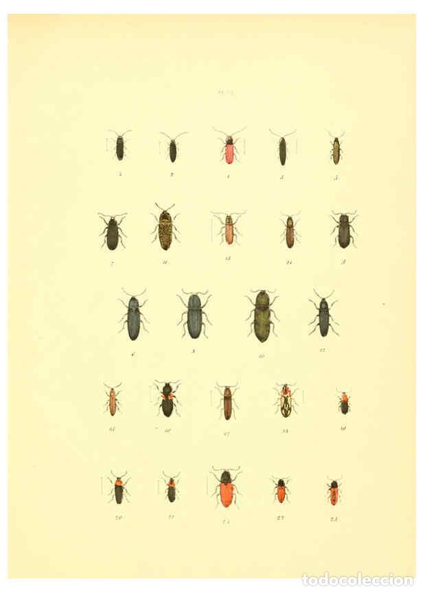 Collection Magazines and Newspapers: Reproducci&oacute;n/Reproduction 6008158695: Mus&eacute;e entomologique illustr&eacute; t.1 Paris :Rothschild,1876-1878 -