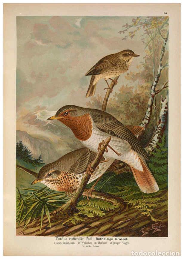 Collection Magazines and Newspapers: Reproducci&oacute;n/Reproduction 6008182309: Naumann, Naturgeschichte der V&ouml;gel Mitteleuropas. v.1 Gera-Unt