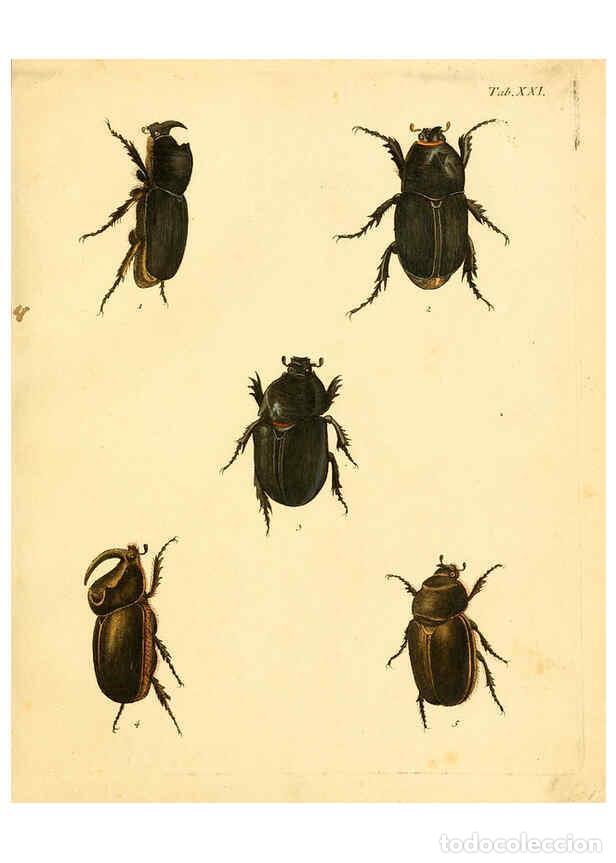 Collection Magazines and Newspapers: Reproducci&oacute;n/Reproduction 6008236123: Abbildungen zu Karl Illiger's Uebersetzung von Olivier's Entom