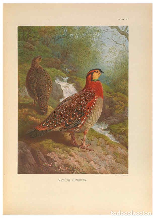 Collection Magazines and Newspapers: Reproducci&oacute;n/Reproduction 6263642988: A monograph of the pheasants. v.1. London, England :Published
