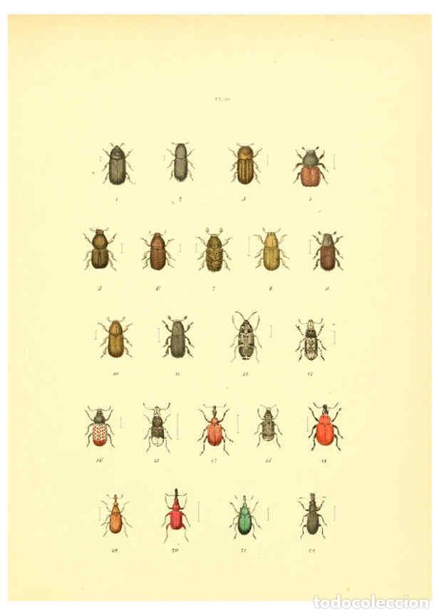 Collection Magazines and Newspapers: Reproducci&oacute;n/Reproduction 6008159669: Mus&eacute;e entomologique illustr&eacute; t.1 Paris :Rothschild,1876-1878 -