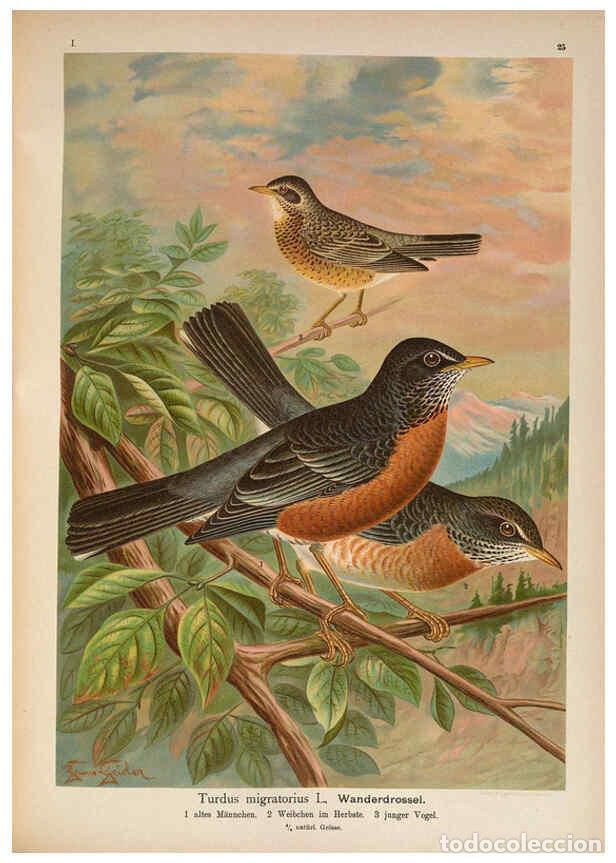 Collection Magazines and Newspapers: Reproducci&oacute;n/Reproduction 6008730536: Naumann, Naturgeschichte der V&ouml;gel Mitteleuropas. v.1 Gera-Unt
