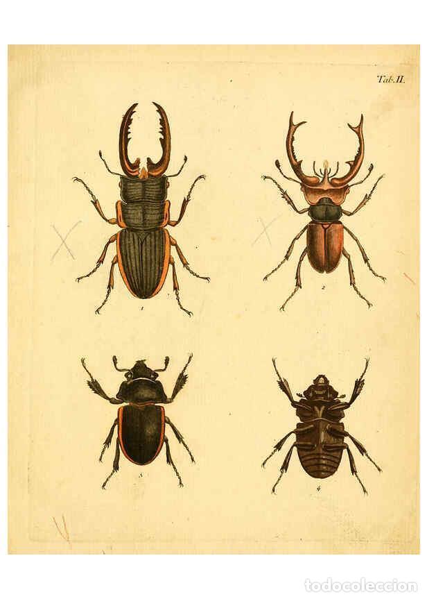 Collection Magazines and Newspapers: Reproducci&oacute;n/Reproduction 6008231835: Abbildungen zu Karl Illiger's Uebersetzung von Olivier's Entom