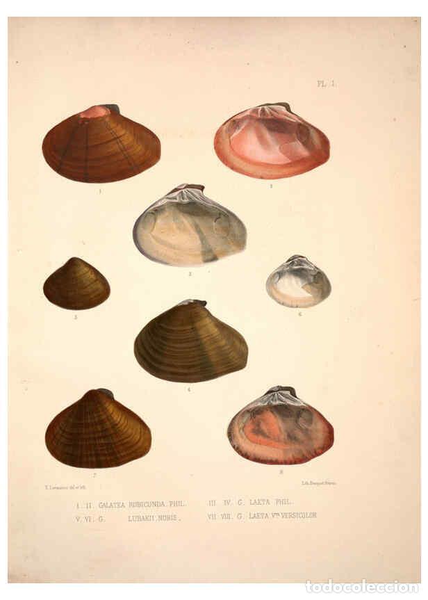 Collection Magazines and Newspapers: Reproducci&oacute;n/Reproduction 6263170131: Monographie des genres Galatea et Fischeria Paris :L. Tinterli