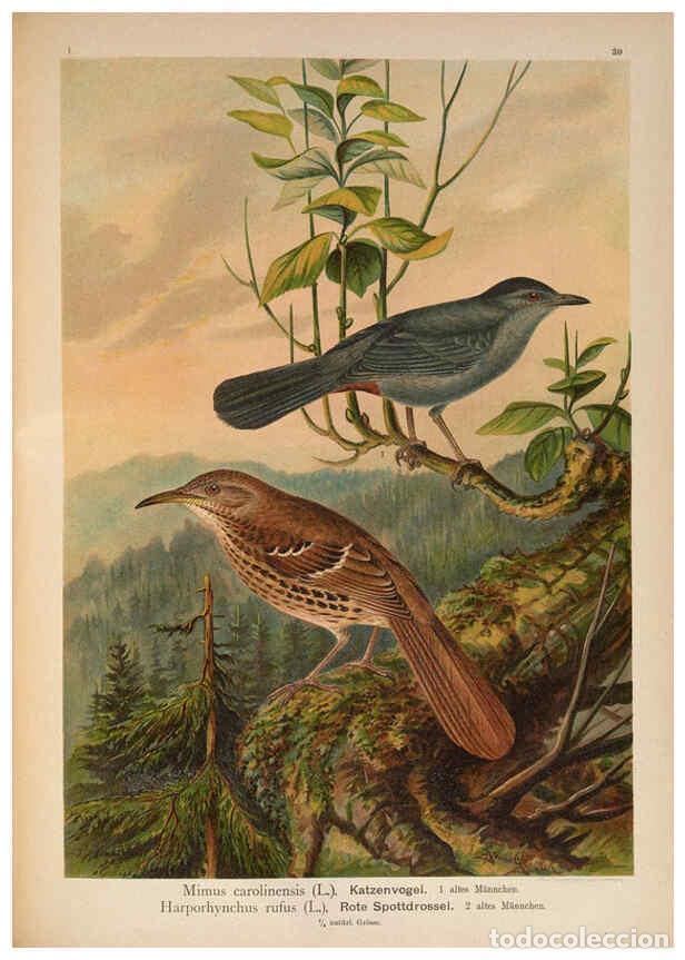 Collection Magazines and Newspapers: Reproducci&oacute;n/Reproduction 6008184575: Naumann, Naturgeschichte der V&ouml;gel Mitteleuropas. v.1 Gera-Unt
