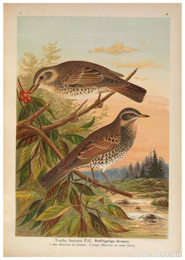 Collection Magazines and Newspapers: Reproducci&oacute;n/Reproduction 6008182537: Naumann, Naturgeschichte der V&ouml;gel Mitteleuropas. v.1 Gera-Unt