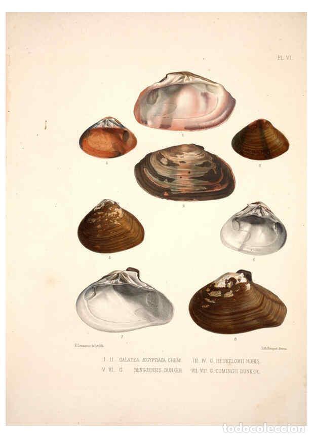 Collectionnisme de Revues et Journaux: Reproducci&oacute;n/Reproduction 6263697106: Monographie des genres Galatea et Fischeria Paris :L. Tinterli