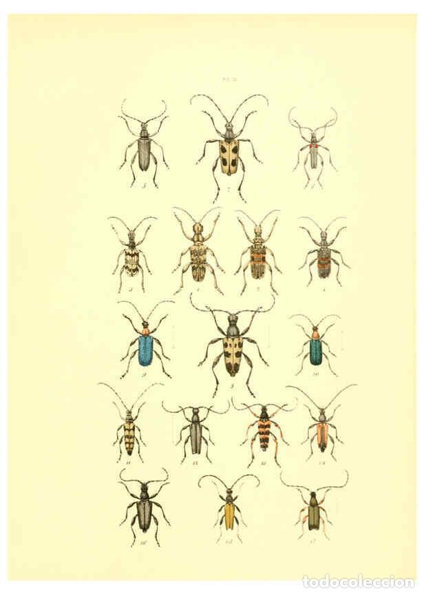 Collectionnisme de Revues et Journaux: Reproducci&oacute;n/Reproduction 6008709496: Mus&eacute;e entomologique illustr&eacute; t.1 Paris :Rothschild,1876-1878 -