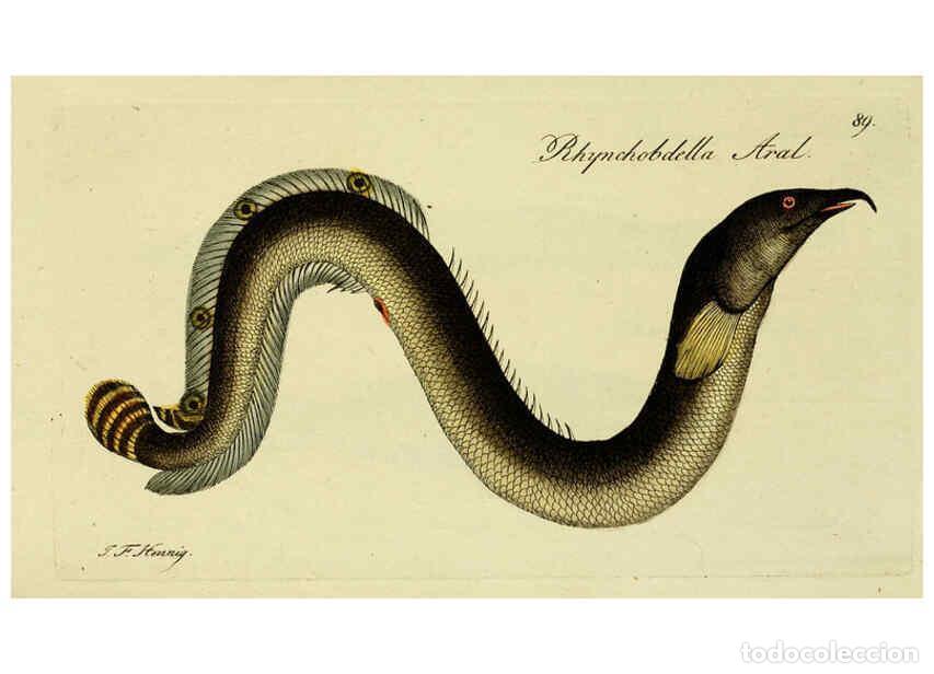 Collectionnisme de Revues et Journaux: Reproducci&oacute;n/Reproduction 6005492093: M.E. Blochii ... Systema ichthyologiae iconibus CX illustratum