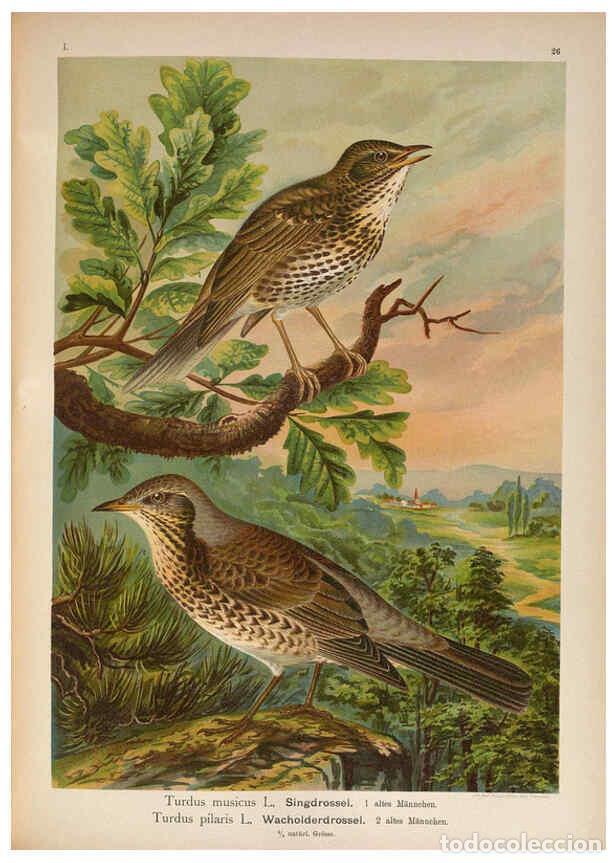 Collectionnisme de Revues et Journaux: Reproducci&oacute;n/Reproduction 6008183691: Naumann, Naturgeschichte der V&ouml;gel Mitteleuropas. v.1 Gera-Unt